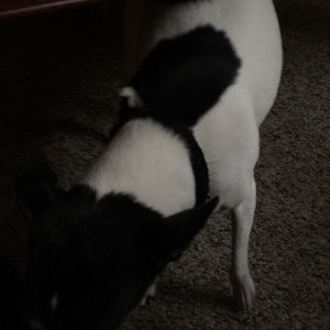 Meet your Posher, Taylor